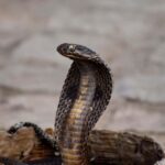 Il segreto dei serpenti: come riescono a “stare in piedi” senza zampe