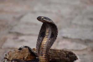 Il segreto dei serpenti: come riescono a “stare in piedi” senza zampe