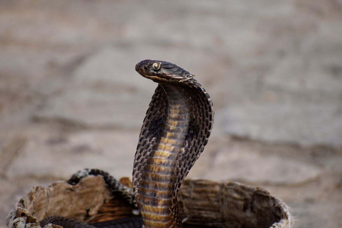 Il segreto dei serpenti: come riescono a “stare in piedi” senza zampe