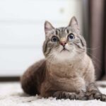 Il tuo gatto non ti vede come un padrone: ecco cosa pensa davvero di te