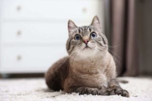 Il tuo gatto non ti vede come un padrone: ecco cosa pensa davvero di te