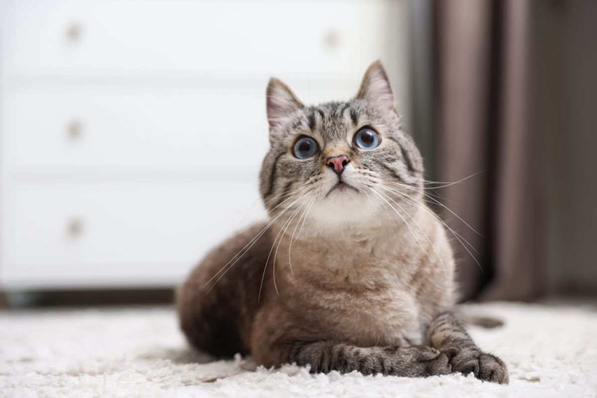 Il tuo gatto non ti vede come un padrone: ecco cosa pensa davvero di te